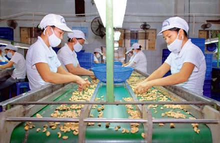 Vietnam's cashew processing market has a large position and requires a shift to high value